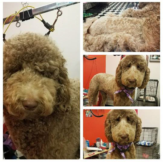 Bow wow outlet dog grooming